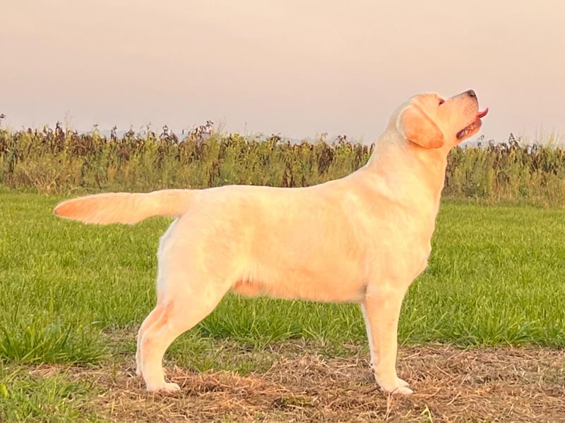 Labrador retriever, Lieferung! Schwarz für Zucht, Ausstellung und Familien