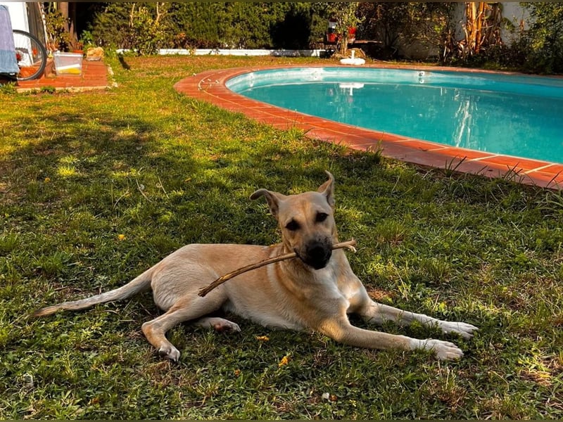 Bollo