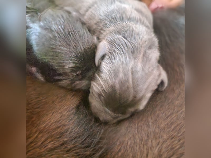Labradorwelpen