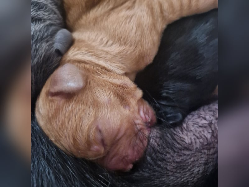 Labradorwelpen
