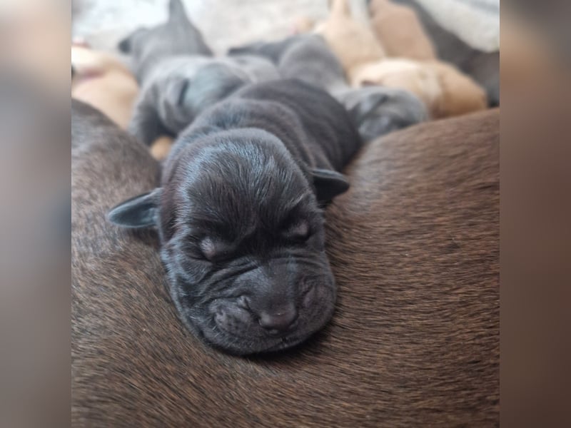 Labradorwelpen