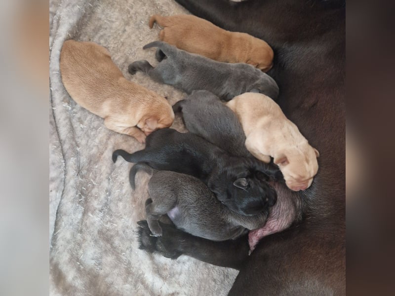 Labradorwelpen