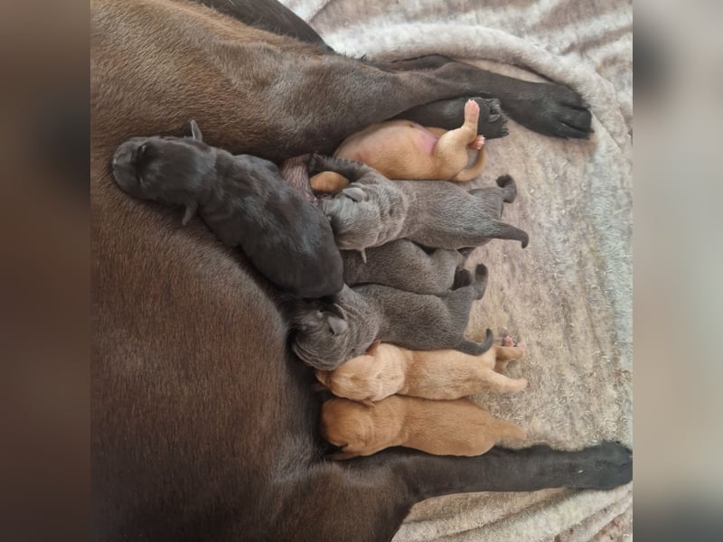 Labradorwelpen