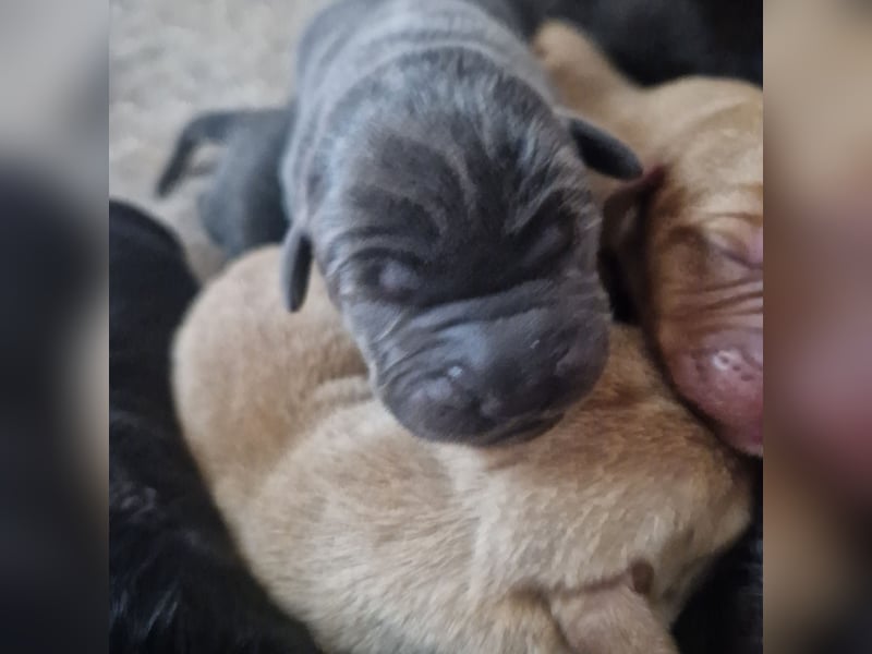 Labradorwelpen