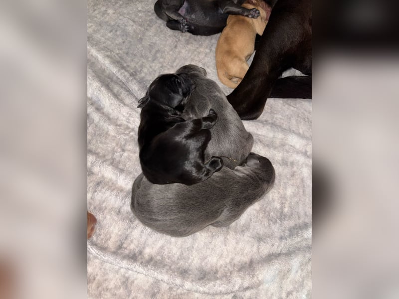 Labradorwelpen