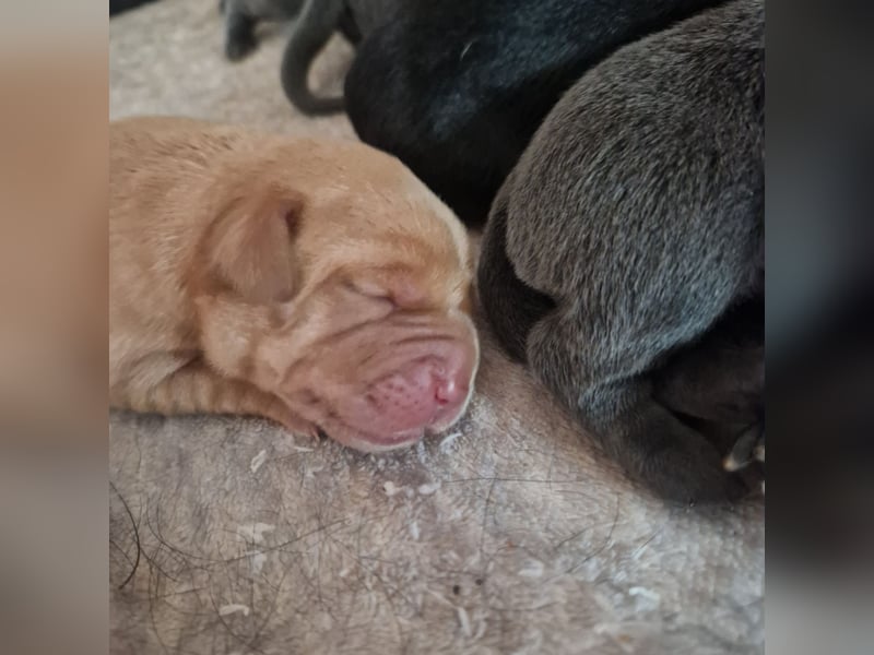Labradorwelpen