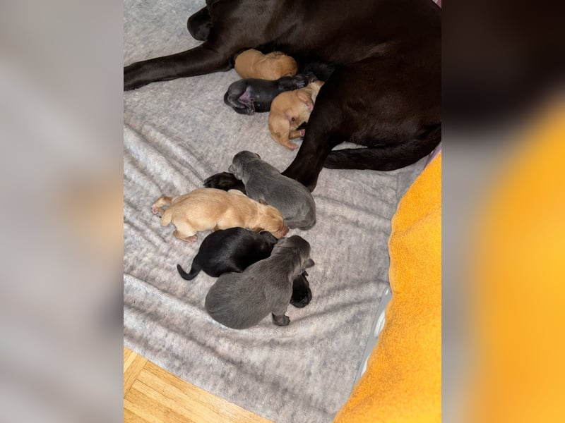 Labradorwelpen