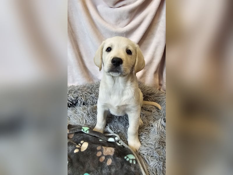 Labrador Welpen