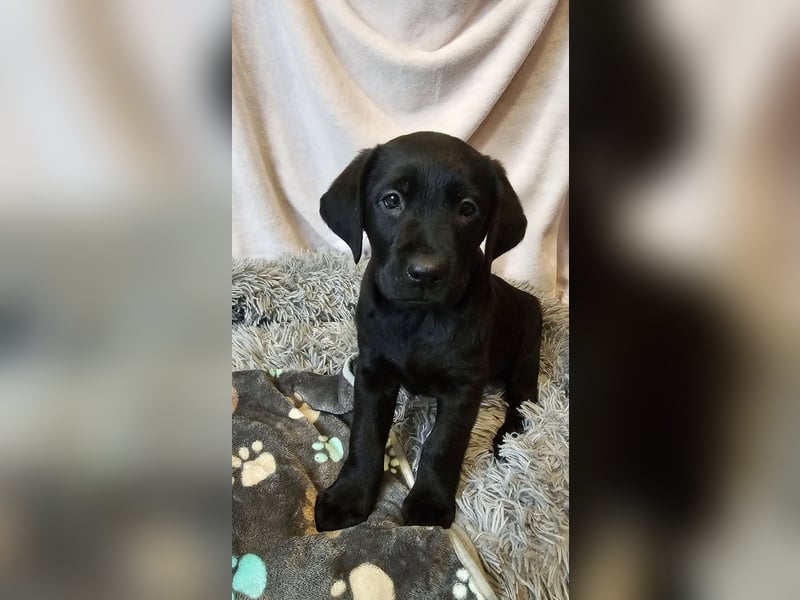 Labrador Welpen