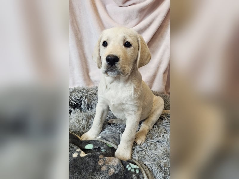 Labrador Welpen