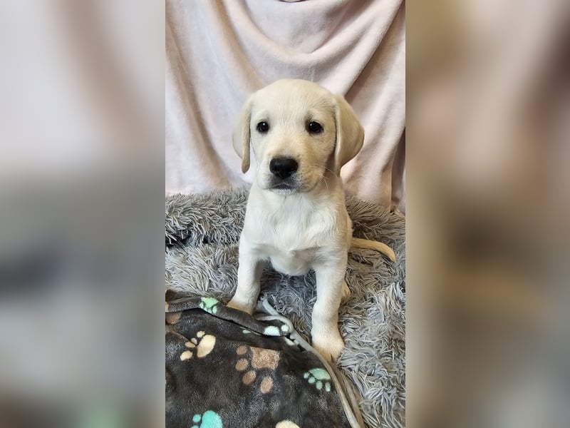 Labrador Welpen