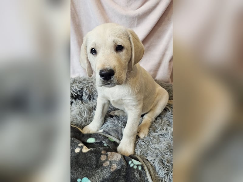 Labrador Welpen