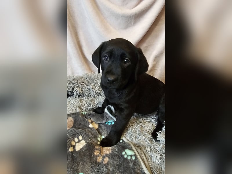 Labrador Welpen