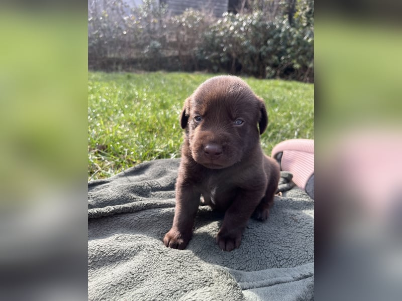 Labrador-Australien Shepherd Welpen