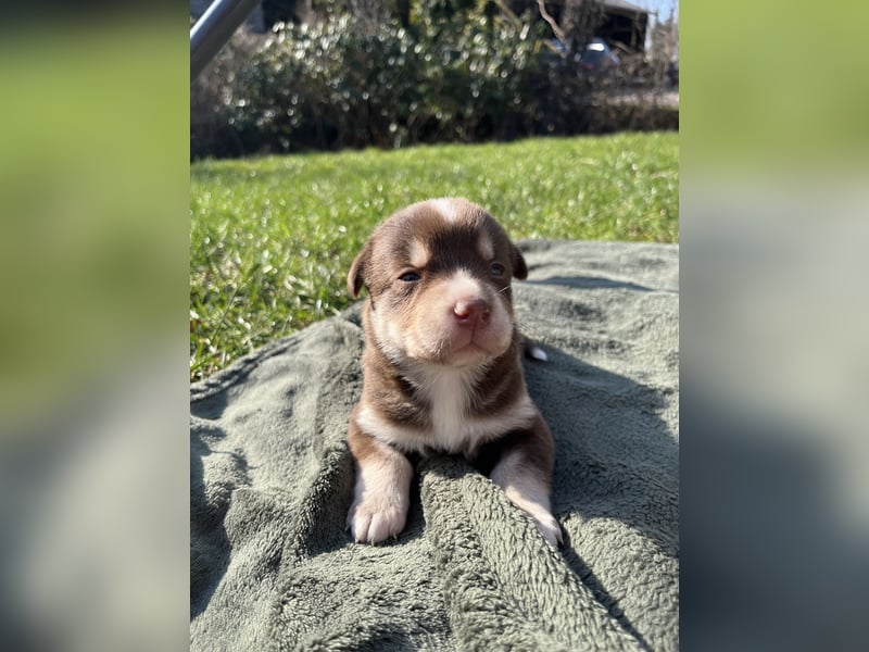 Labrador-Australien Shepherd Welpen