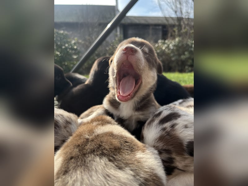 Labrador-Australien Shepherd Welpen
