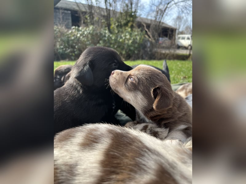 Labrador-Australien Shepherd Welpen