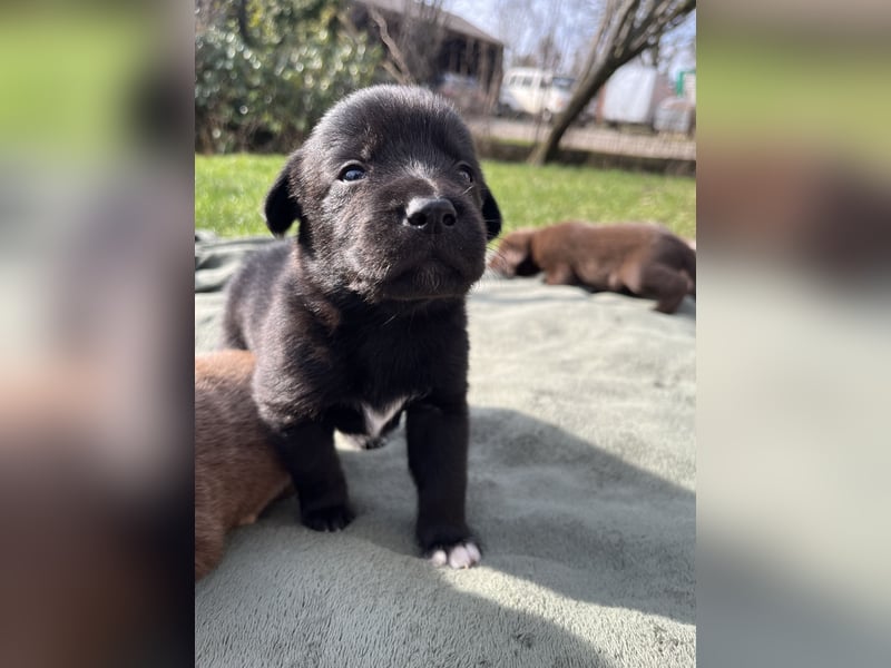Labrador-Australien Shepherd Welpen