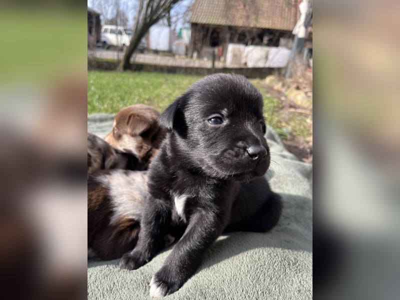 Labrador-Australien Shepherd Welpen
