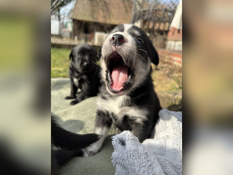 Labrador-Australien Shepherd Welpen