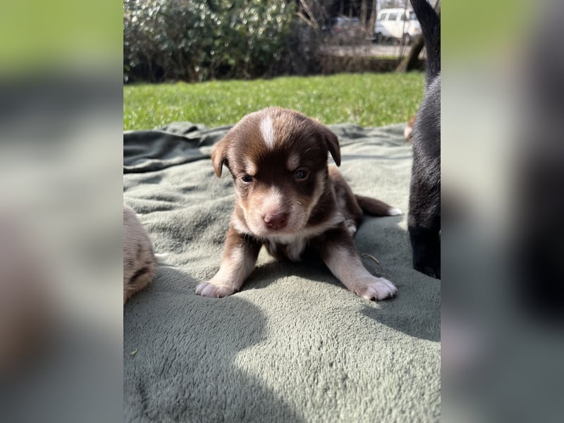 Labrador-Australien Shepherd Welpen