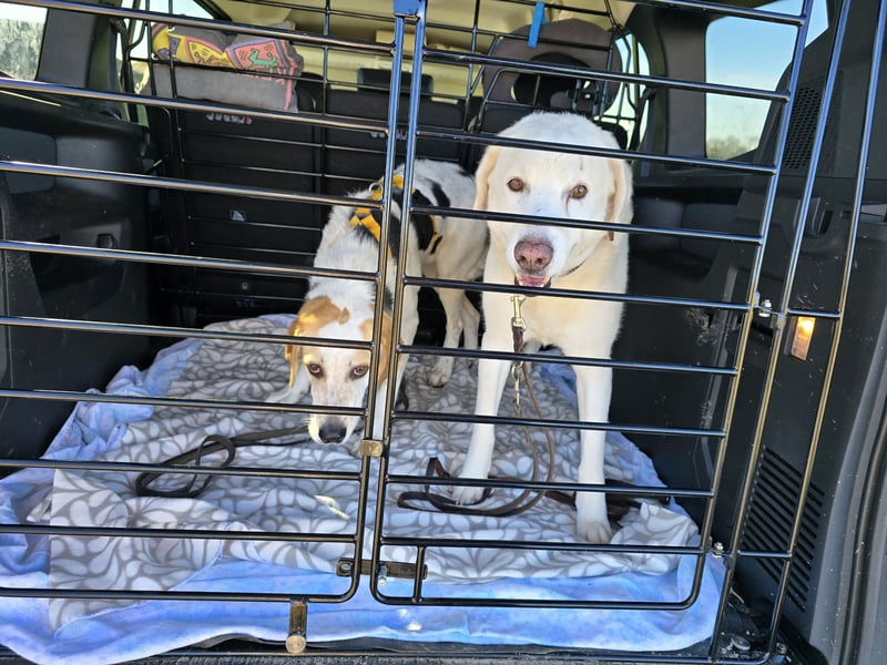 Anouk: besonderer Hund für besondere Menschen