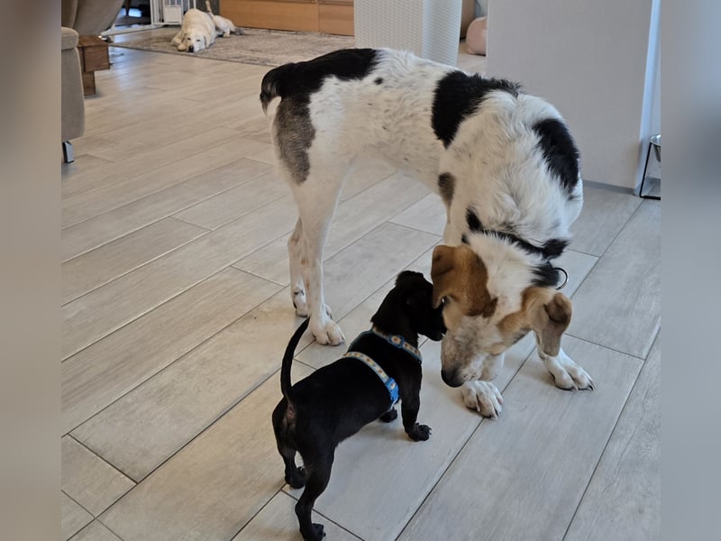 Anouk: besonderer Hund für besondere Menschen