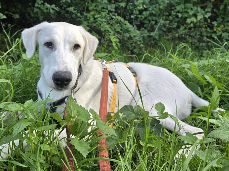 Seppiolino: Traumhund für aktive Menschen