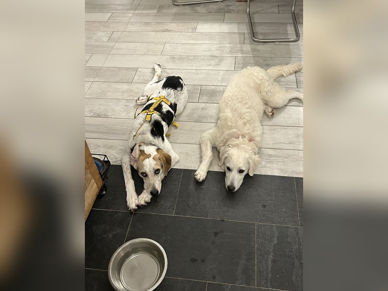 Anouk: besonderer Hund für besondere Menschen