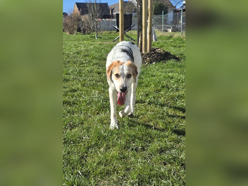 Anouk: besonderer Hund für besondere Menschen