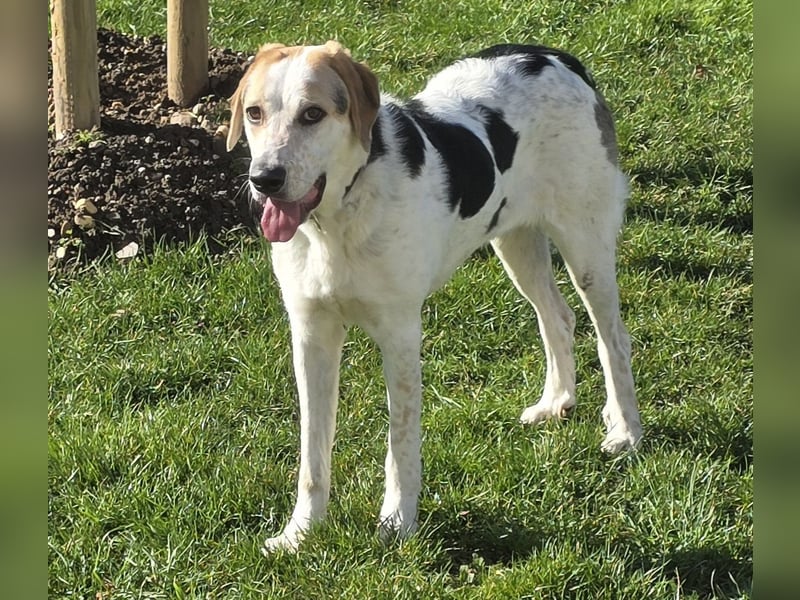 Anouk: besonderer Hund für besondere Menschen