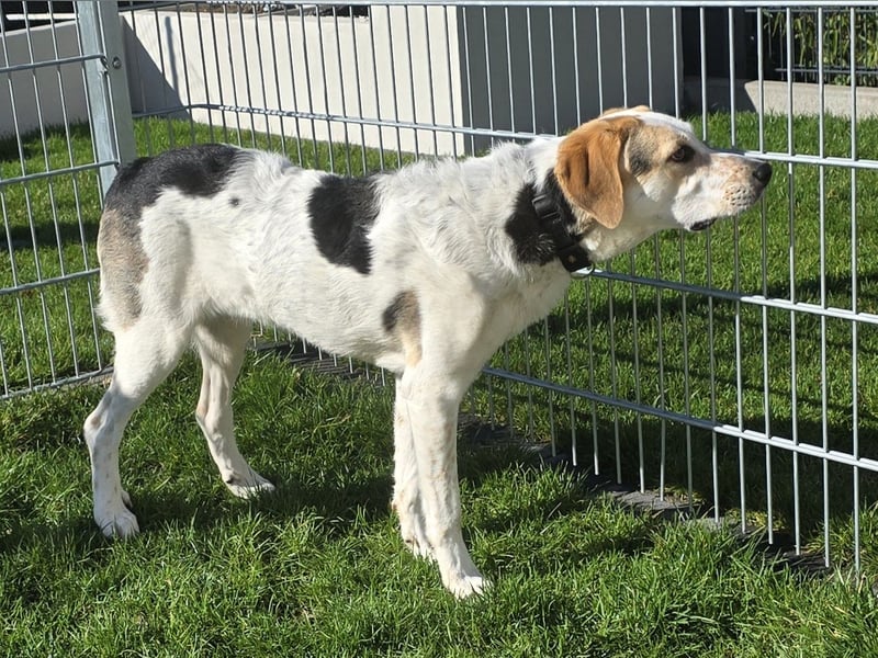 Anouk: besonderer Hund für besondere Menschen