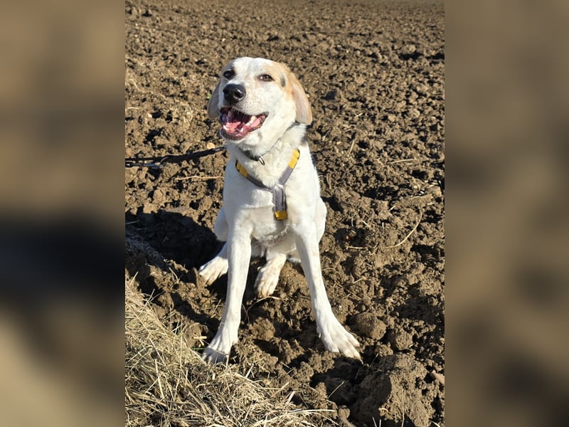 Anouk: besonderer Hund für besondere Menschen