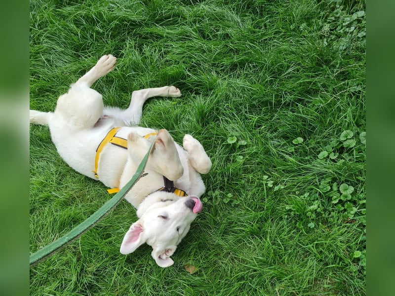 Seppiolino: Traumhund für aktive Menschen
