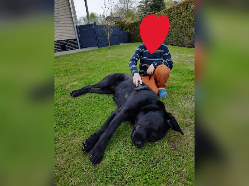 Deckrüde Labrador, sportlich, zur Zucht zugelassen, vererbt alle Farben!