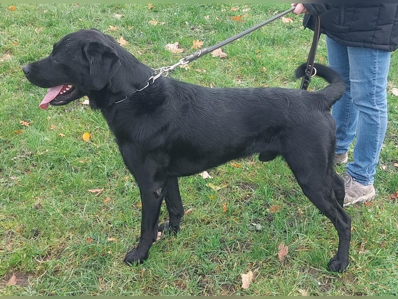 Deckrüde Labrador, sportlich, zur Zucht zugelassen, vererbt alle Farben!