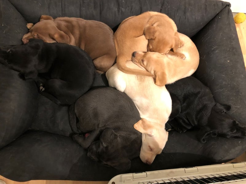 Deckrüde Labrador, sportlich, zur Zucht zugelassen, vererbt alle Farben!