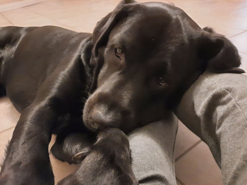 Deckrüde Labrador, sportlich, zur Zucht zugelassen, vererbt alle Farben!