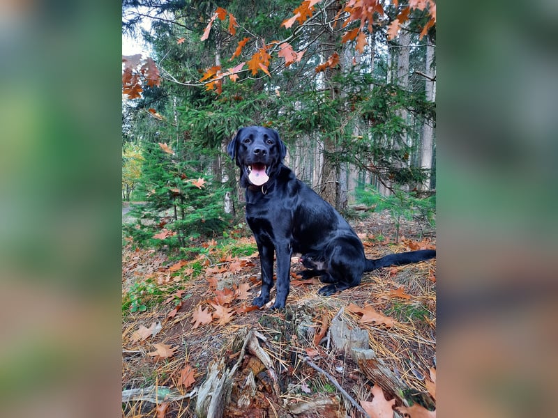 Deckrüde Labrador, sportlich, zur Zucht zugelassen, vererbt alle Farben!