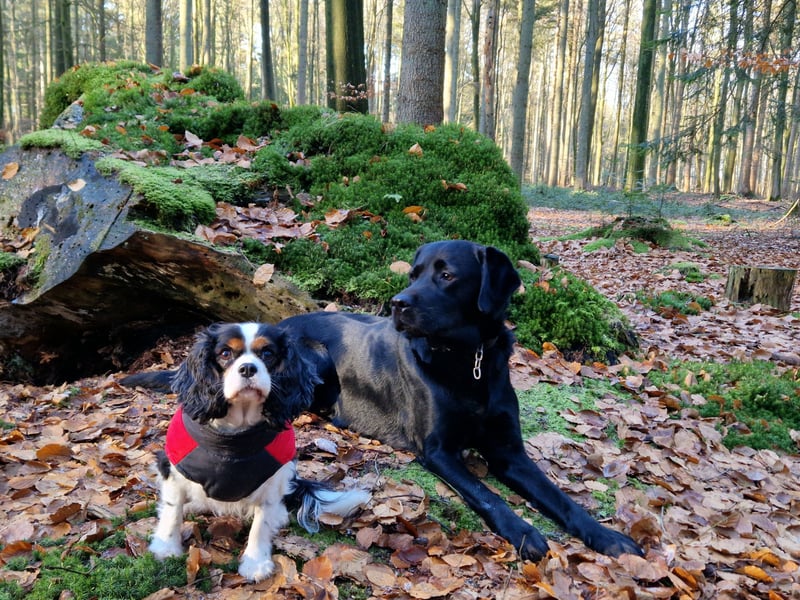 Deckrüde Labrador, sportlich, zur Zucht zugelassen, vererbt alle Farben!