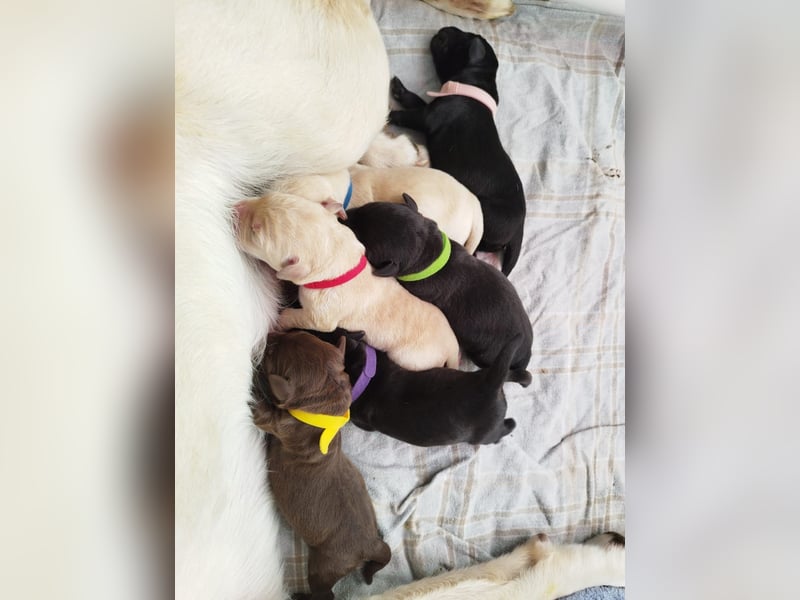 Deckrüde Labrador, sportlich, zur Zucht zugelassen, vererbt alle Farben!