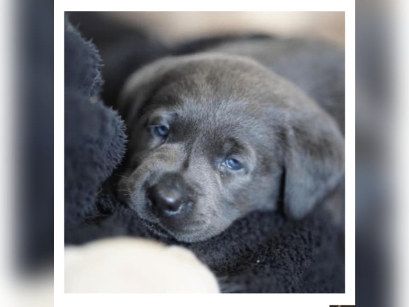 Deckrüde Labrador, sportlich, zur Zucht zugelassen, vererbt alle Farben!