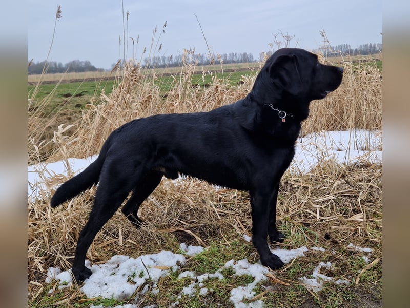 Deckrüde Labrador, sportlich, zur Zucht zugelassen, vererbt alle Farben!