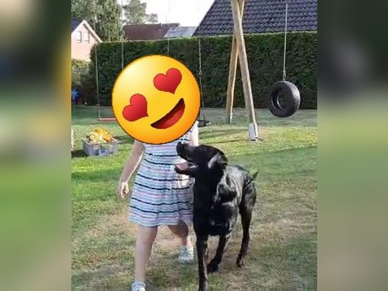Deckrüde Labrador, sportlich, zur Zucht zugelassen, vererbt alle Farben!
