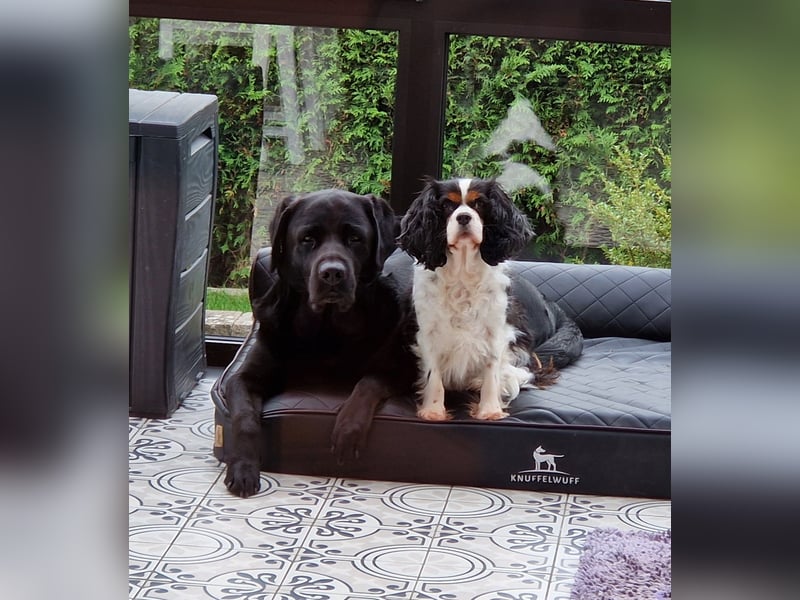 Deckrüde Labrador, sportlich, zur Zucht zugelassen, vererbt alle Farben!