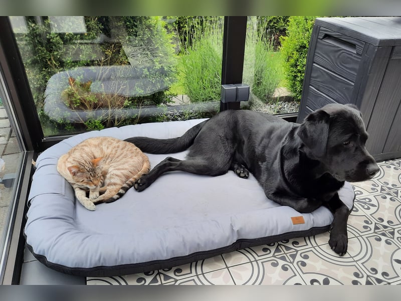 Deckrüde Labrador, sportlich, zur Zucht zugelassen, vererbt alle Farben!