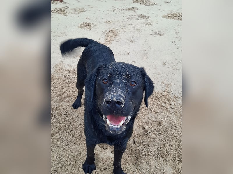 Deckrüde Labrador, sportlich, zur Zucht zugelassen, vererbt alle Farben!