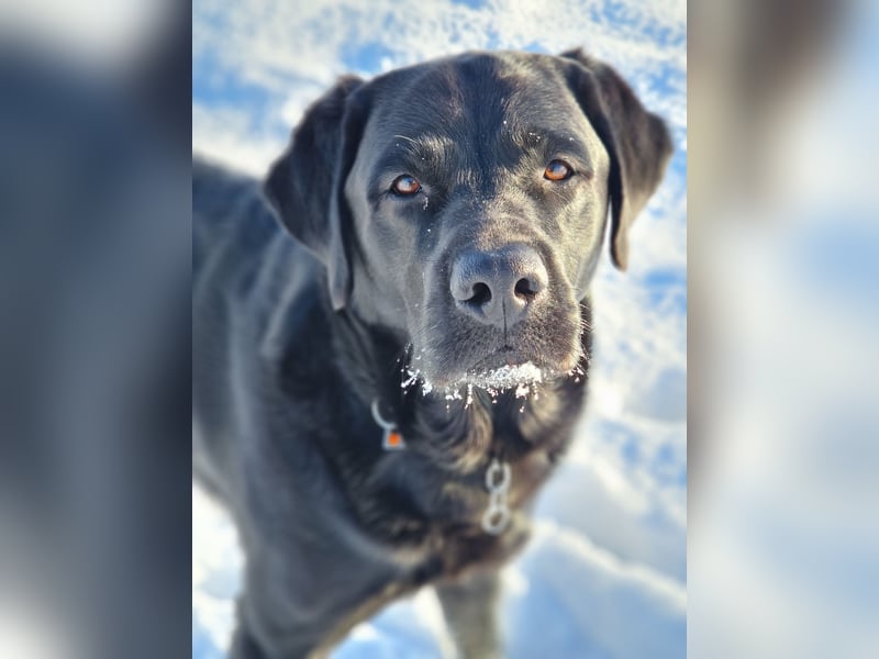 Deckrüde Labrador, sportlich, zur Zucht zugelassen, vererbt alle Farben!