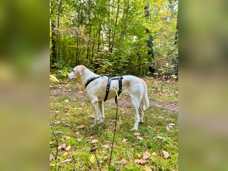 Lucy – Treue Seele mit großem Herz sucht ihr Zuhause!