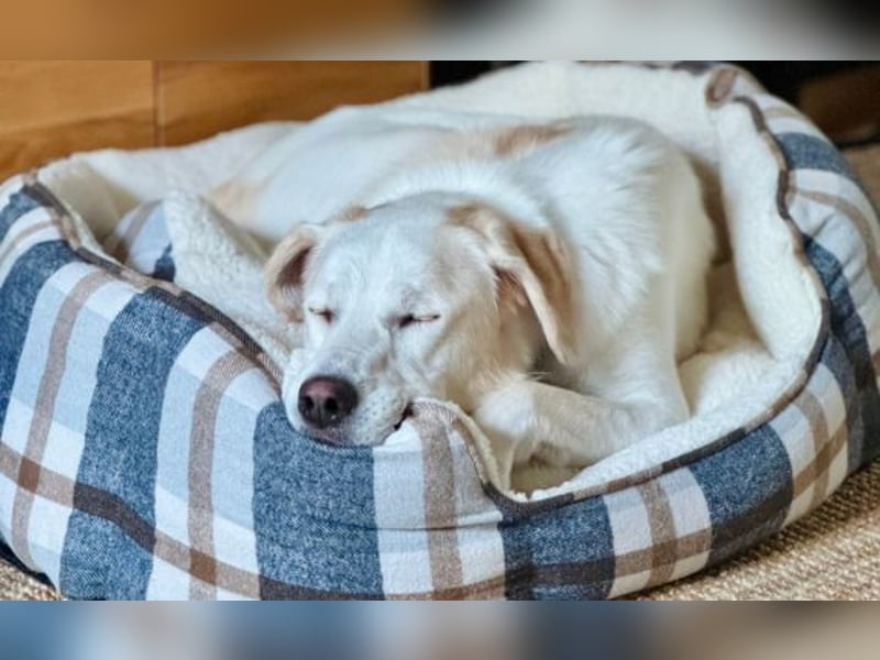 Lucy – Treue Seele mit großem Herz sucht ihr Zuhause!